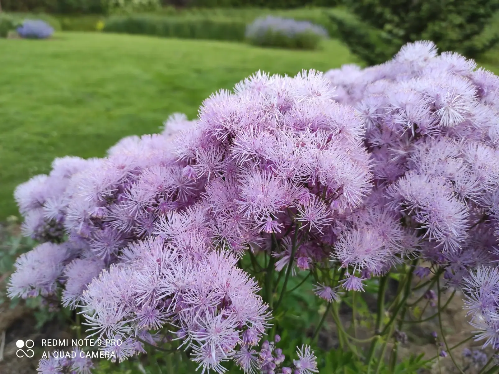 Vingiris sinavadalapis „Nimbus Pink“ - Image 11