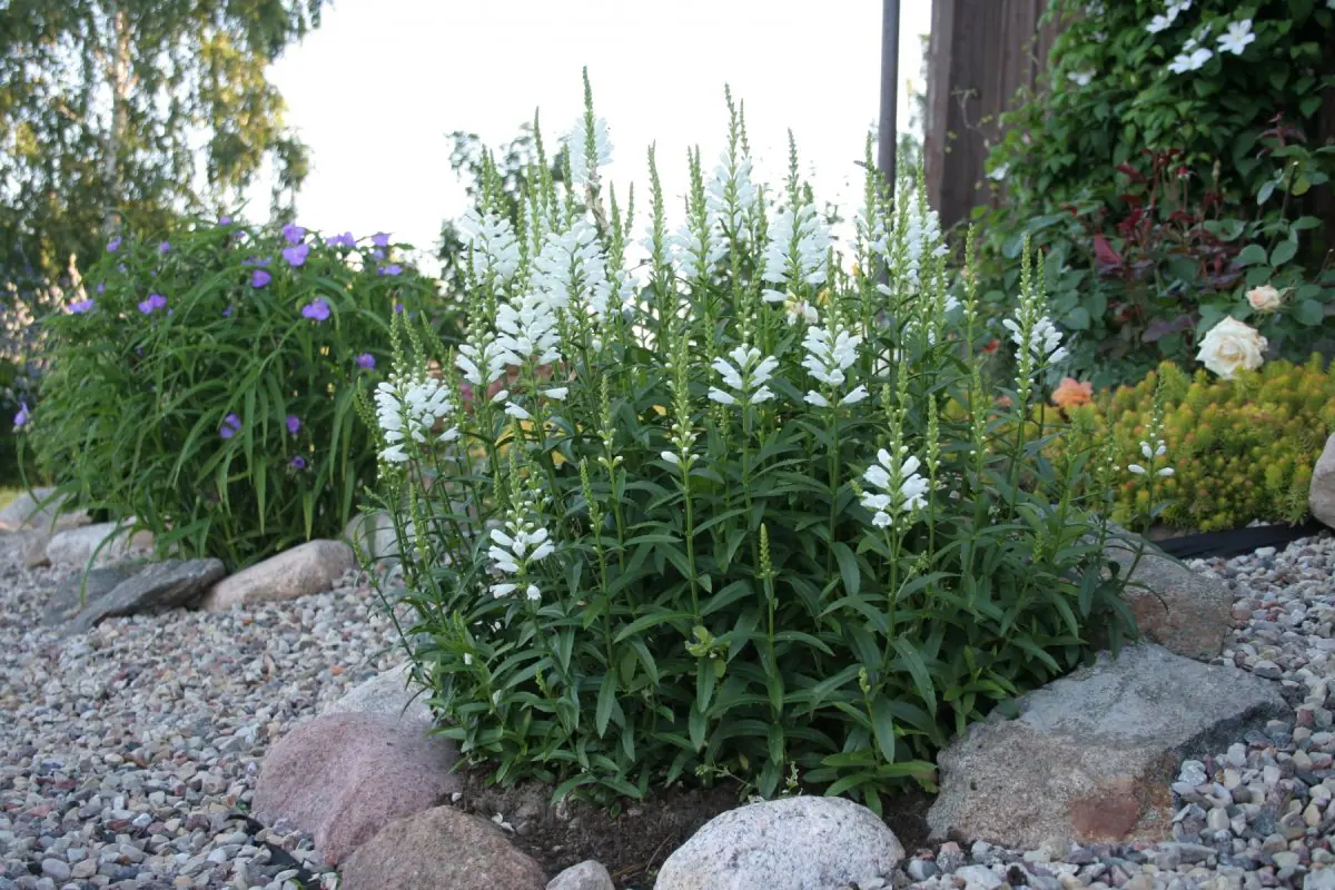 Pūstatauris virgininis „Summer Snow“ - Image 4