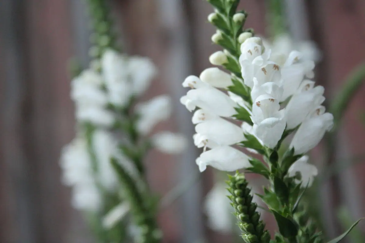 Pūstatauris virgininis „Summer Snow“ - Image 3