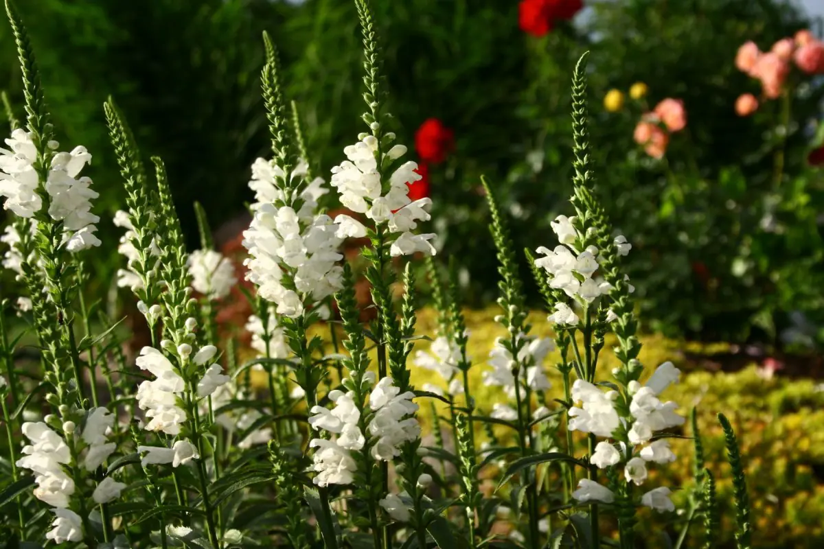 Pūstatauris virgininis „Summer Snow“ - Image 2